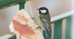 Dokarmianie ptaków w okresie zimowym